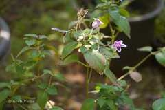 Asystasia gangetica subsp. micrantha